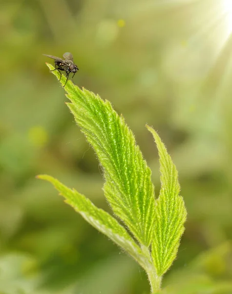 Black Fly Așezat Frunze Verzi Fundal Verde Încețoșat Aproape — Fotografie, imagine de stoc