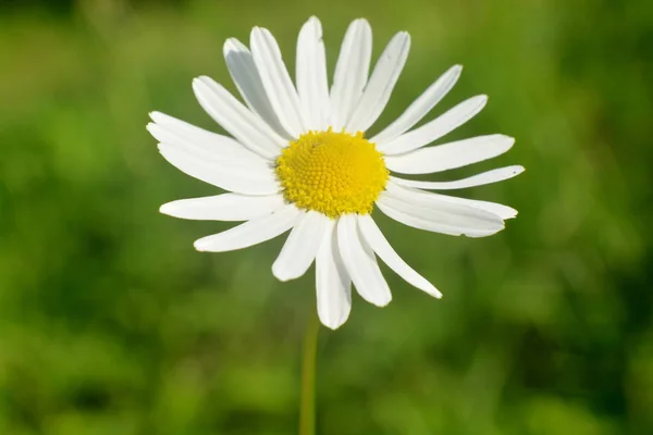 Belle Marguerite Blanche Sur Fond Vert Flou Gros Plan — Photo