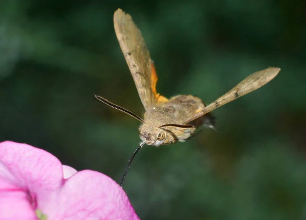 Motyl Hawk Ćma Trzepotanie Różowy Kwiat Niewyraźne Zielone Tło Zbliżenie — Zdjęcie stockowe