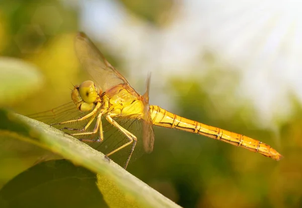 Dragonfly Sedící Zeleném Listě Světle Zapadajícího Slunce Zblízka — Stock fotografie
