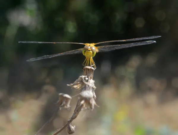 Žlutá Dragonfly Sedící Suchém Stéblo Trávy Zblízka — Stock fotografie