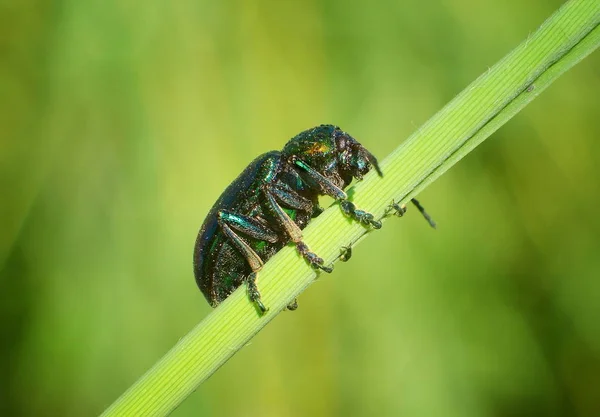 Grüner Glänzender Käfer Sitzt Auf Grünem Grashalm Vor Unscharfem Grünem — Stockfoto