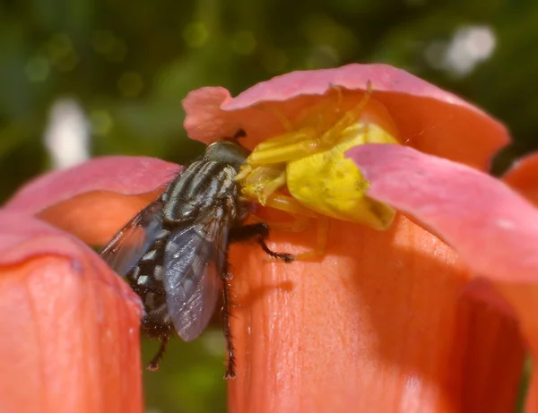 Araignée Verte Attrapant Mouche Noire Sur Fleur Rouge Pré Gros — Photo