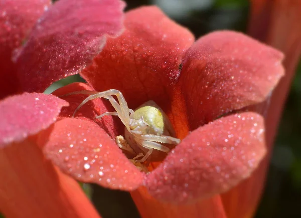 Araignée Florale Assise Sur Une Fleur Rouge Vif Avec Des — Photo