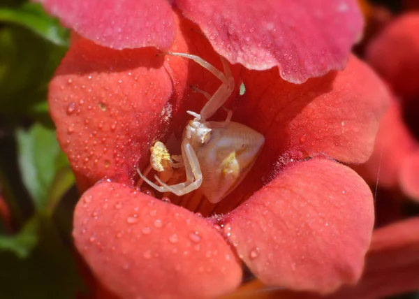 Květinový Pavouk Sedící Zářivě Červené Květináči Rosnou Kapkou Louce Zblízka — Stock fotografie