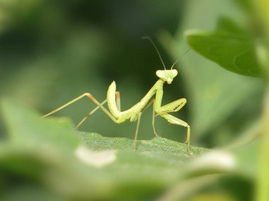 Small green mantis sitting on leaf at sunny day, close-up clipart
