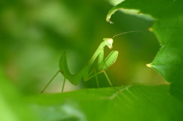 Kleine Groene Mantis Zittend Blad Zonnige Dag Close — Stockfoto