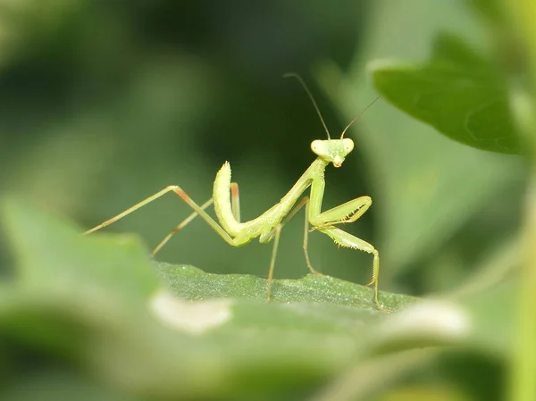 Kleine Groene Mantis Zittend Blad Zonnige Dag Close — Stockfoto