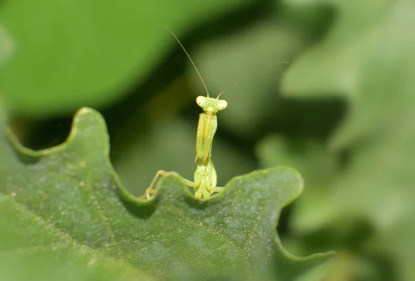 Kleine Grüne Gottesanbeterin Sonnigen Tag Auf Blatt Sitzend Nahaufnahme — Stockfoto