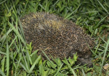 Alacakaranlıkta yeşil çimenlerde sevimli dikenli kirpi, yakın çekim