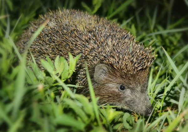 Niedlicher Stacheliger Igel Grünen Gras Der Abenddämmerung Nahaufnahme — Stockfoto