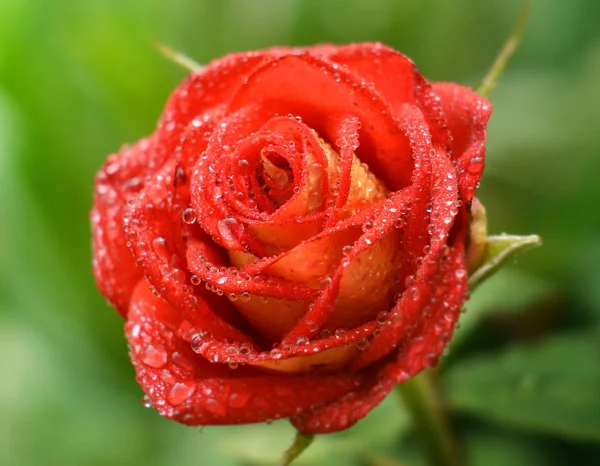 red rose flower in dew drops on blurred sunny meadow , close-up