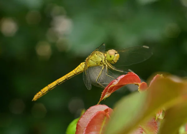 Mooie Gele Dragonfly Zittend Rood Blad Zonlicht Close — Stockfoto