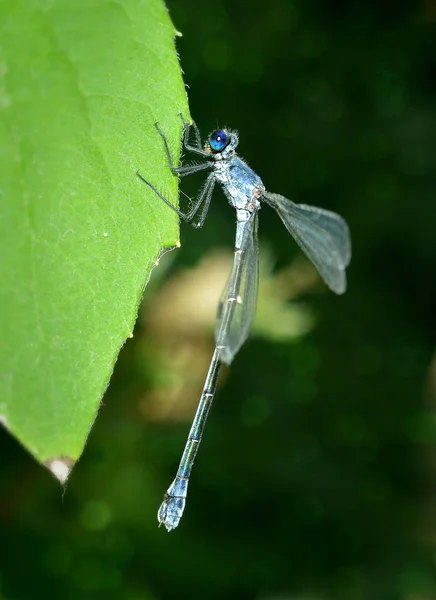 Krásná Modrá Dragonfly Která Sedí Zeleném Listu Slunci Zblízka — Stock fotografie