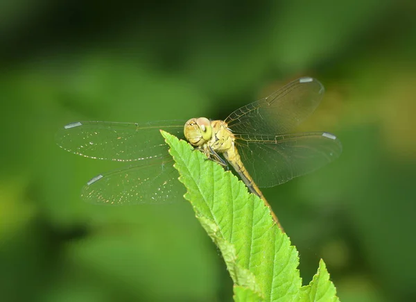 Beautiful Yellow Dragonfly Sitting Green Leaf Sunlight Close — Stock Photo, Image