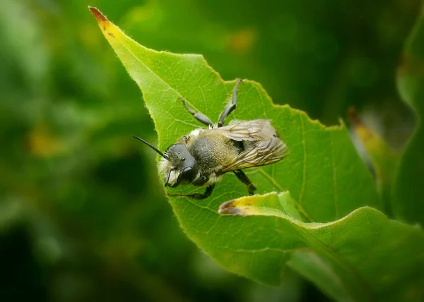 Beautiful Grey Bee Sitter Grönt Löv Solljus Närbild — Stockfoto