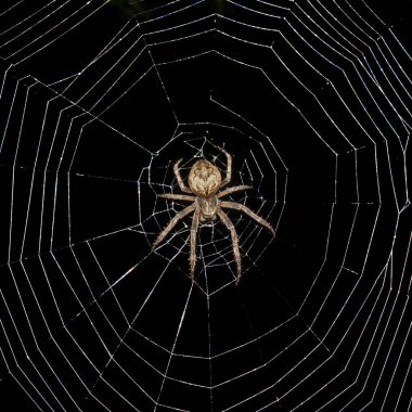 Büyük örümcek karanlık arka plan üzerinde web merkezinde oturan , yakın çekim 