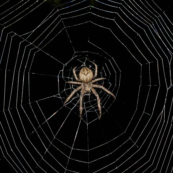 Büyük örümcek karanlık arka plan üzerinde web merkezinde oturan , yakın çekim 