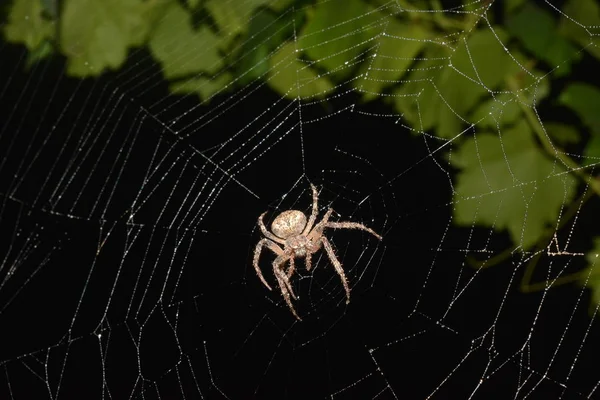 Grande Araignée Assise Centre Toile Sur Fond Branche Aux Feuilles — Photo