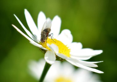 çiçek alanında papatya çiçek üzerinde oturan siyah sinek, yakın çekim   
