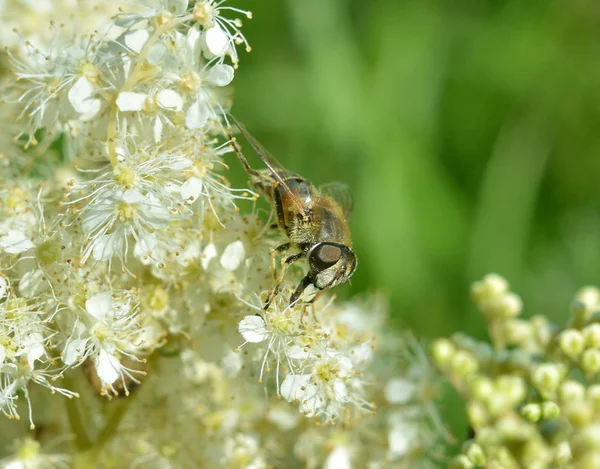 Gul Randig Fluga Äter Nektar Liten Vit Blomma Suddig Grön — Stockfoto