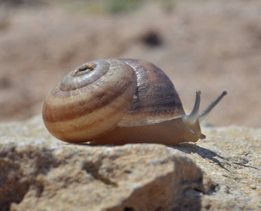 Güneşli yaz gününde taş üzerinde sürünen salyangoz, yakın çekim 