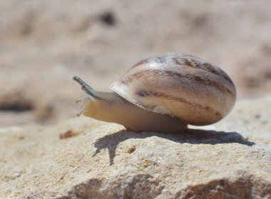 Salyangoz asılı güneşli yaz gününde taş üzerinde başını kaldırdı, yakın çekim 