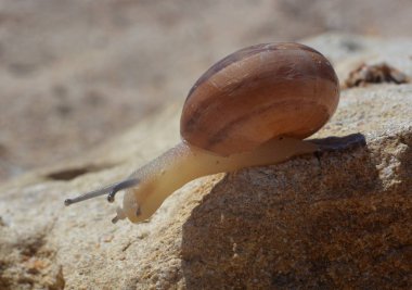 Taş kenarından asılı salyangoz, yakın çekim 