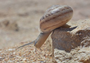 Kum taş kenarına asılı salyangoz, yakın çekim 