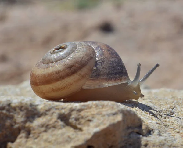 Güneşli yaz gününde taş üzerinde sürünen salyangoz, yakın çekim 