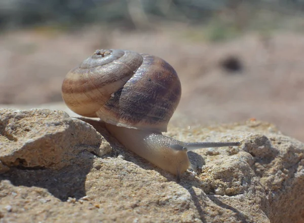 Güneşli yaz gününde taş üzerinde sürünen salyangoz, yakın çekim 