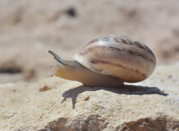 Salyangoz asılı güneşli yaz gününde taş üzerinde başını kaldırdı, yakın çekim 