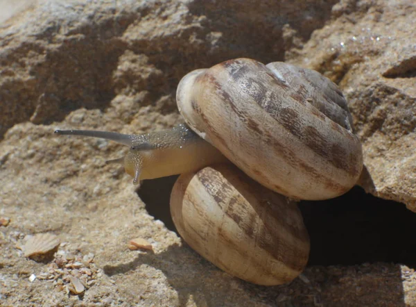 Güneşli yaz gününde taş üzerinde sürünen salyangoz, yakın çekim 