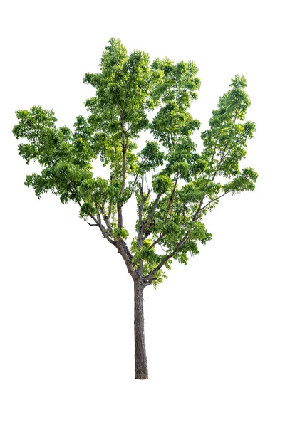 Ein Großer Baum Isoliert Auf Weißem Hintergrund — Stockfoto