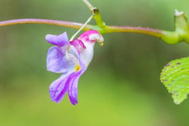 Impatiens psittacina, değişik 