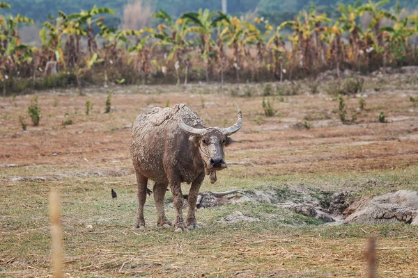 Búfalos Agua Pie Relajarse Después Remojar Barro —  Fotos de Stock