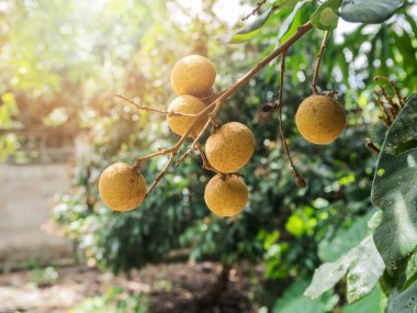 Olgun ve taze Longan dalda, Longan orchard asılı