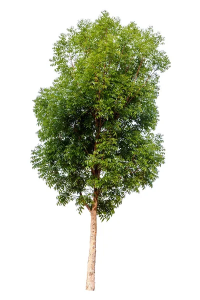 Gran Árbol Aislado Sobre Fondo Blanco —  Fotos de Stock