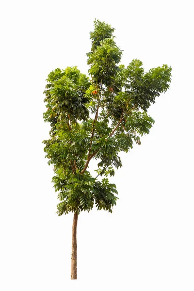 Ein Großer Baum Isoliert Auf Weißem Hintergrund — Stockfoto