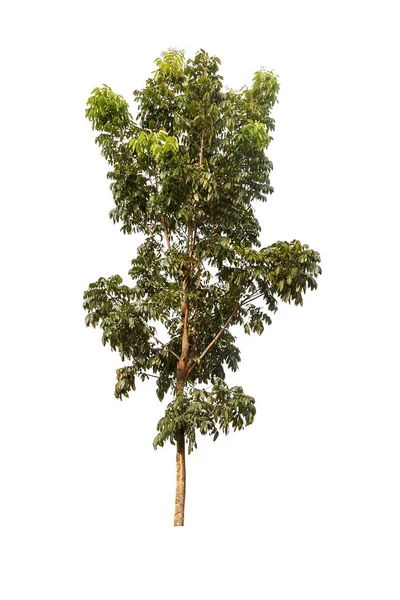 Gran Árbol Aislado Sobre Fondo Blanco — Foto de Stock