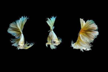 Siyam mücadele balık veya siyah arka plan üzerine izole daha iyi balık.