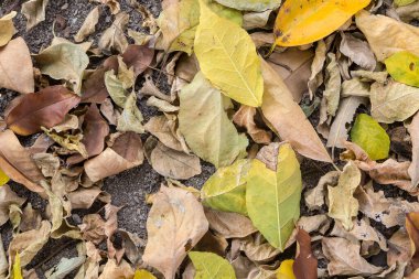 Kuru yapraklar arka plan, yere düşen yapraklar