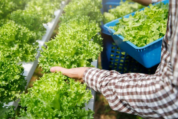 Farmer Harvest Organic Hydroponic Green Oak Lettuce Plant Nursery Farm — 스톡 사진