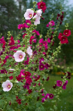 Sığ bir odak noktasında Mallow çiçekleri. Güzel çiçek arkaplanı.