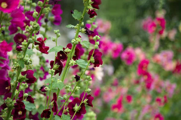 Flores Malva Enfoque Poco Profundo Fondo Floral Con Espacio Copia —  Fotos de Stock