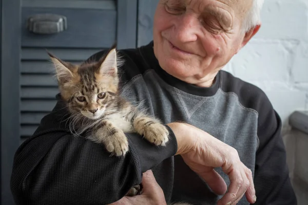 Yaşlı bir adam bir Maine Coon yavru kedi ve gülümsüyor onu seçici odak tutar.