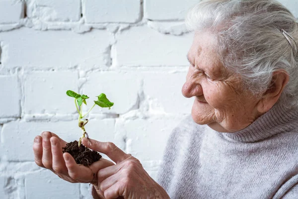 Wereld milieu dag en sla het concept van de omgeving, vrijwilligers vrouwen houden plant groeit, plantgoed — Stockfoto