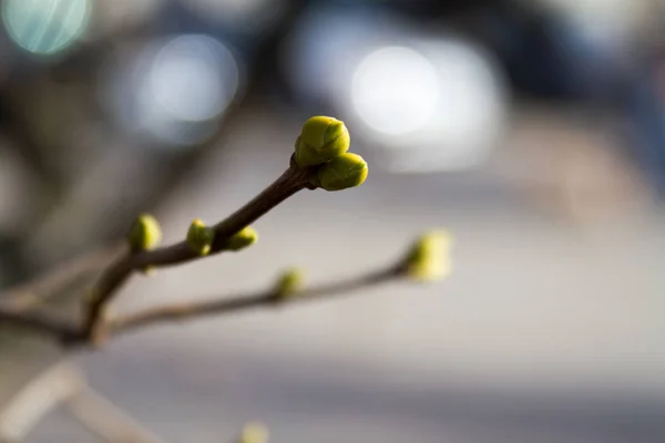 Gröna knoppar på grenar på våren. Natur och blomning på våren. — Stockfoto