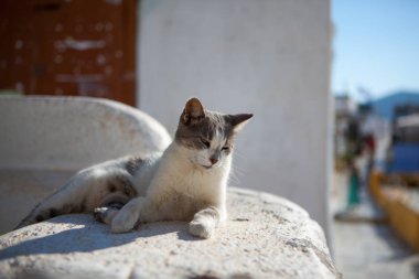 Santorini Island, Yunanistan için şehir Oia. Geleneksel ve ünlü beyaz evleri ve kiliseleri Caldera üzerinde mavi kubbeler ile