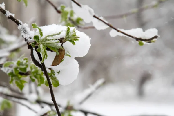 Snön har fallit kraftigt under våren. Brutna träd, grenar, ledningar. Storm, vind, cyklon. — Stockfoto